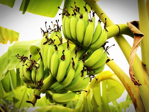 Mengolah Pisang Menjadi Beragam Produk Makanan