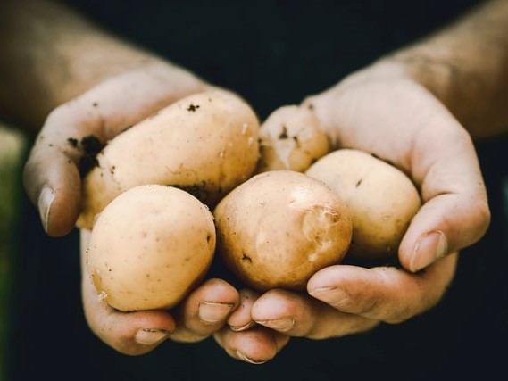 Petani Kentang Milenial Ini Berhasil Go Internasional