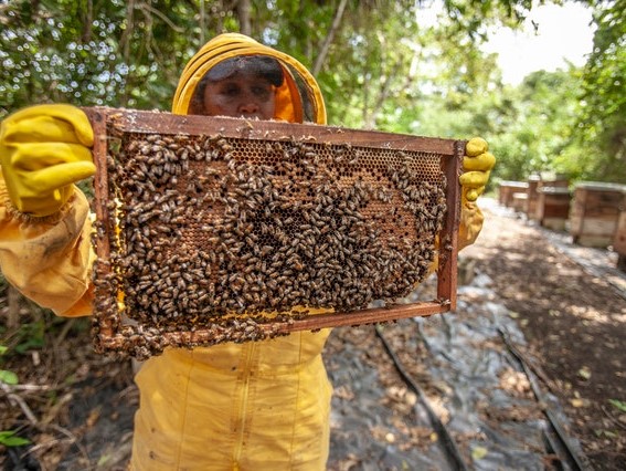 Manisnya Madu Banjaranyar